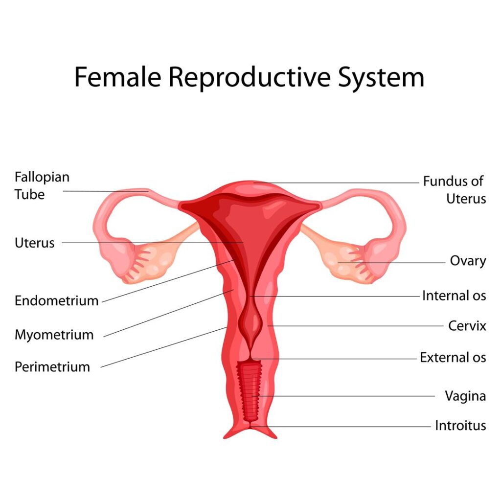 Anatomical diagram of the female reproductive system used to explain the areas affected by VVF.